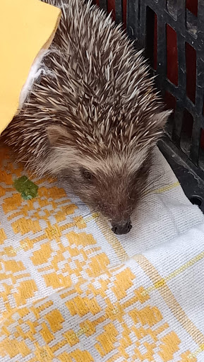 CRFS La Tahonilla (Centro Recuperación Fauna Silvestre)