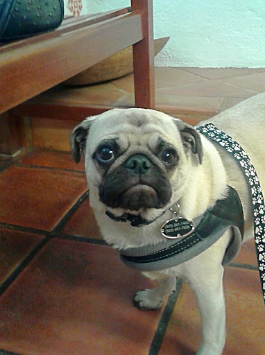Corrales Veterinary Clinic - Thumbnail