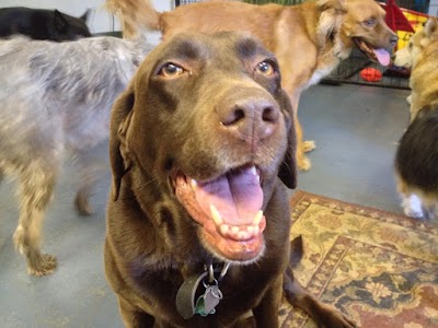 Photos of Paw Springs Pet Resort & Spa Ltd