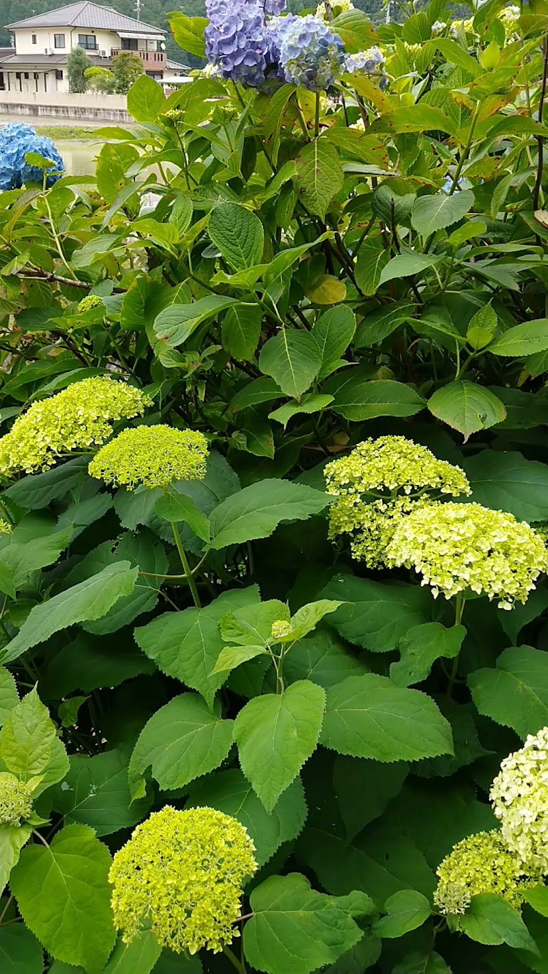 高岡の里「あじさいの小道」