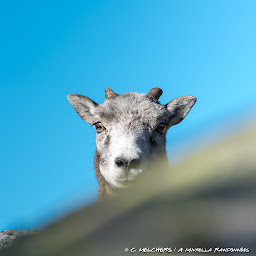 Photo n°17 de A Muvrella Randonnées à Solaro (Photographe)