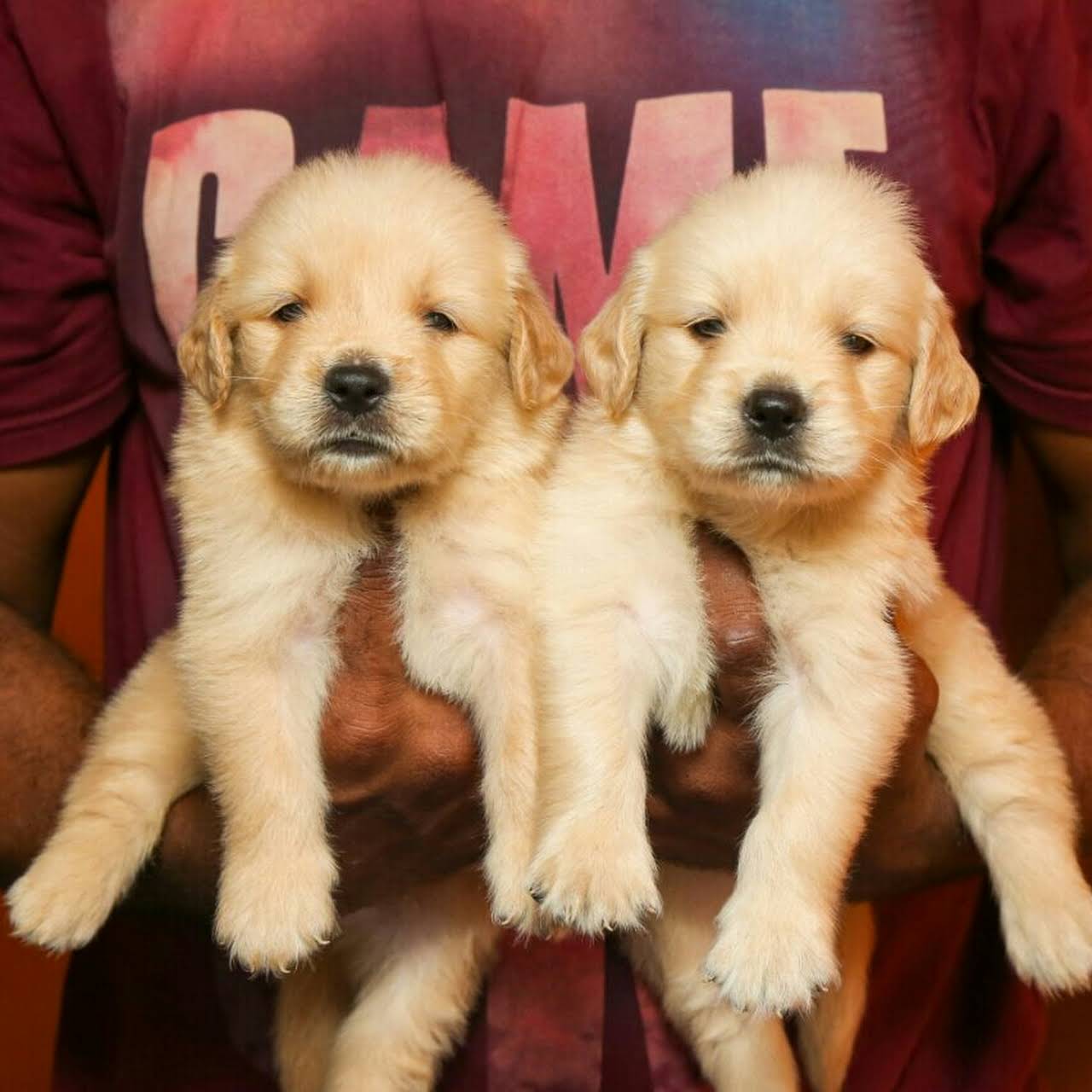 Golden Retriever Puppies For Sale In Chennai Pet Store In Chennai