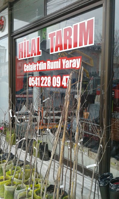 Tarim Market