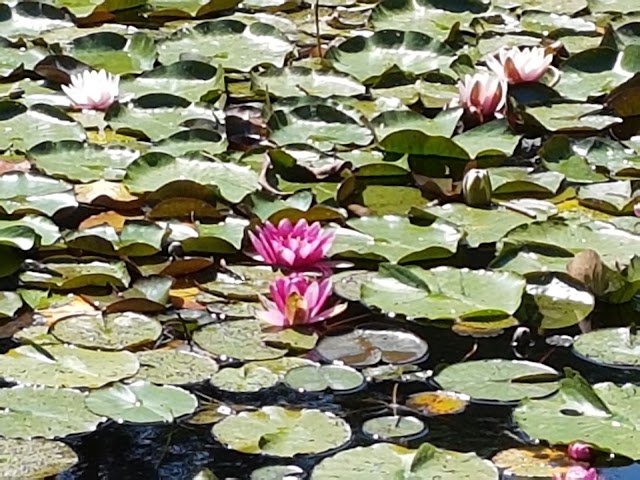 Jardin Zen d'Erik Borja