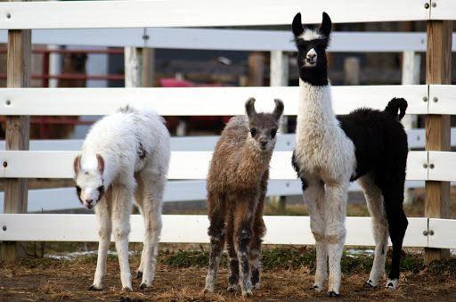 Dakota Ridge Farm, LLC - Thumbnail