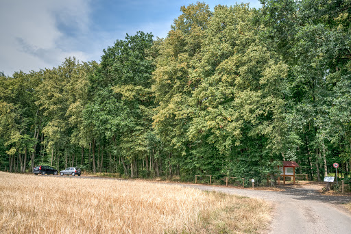 FriedWald Lich - Visual