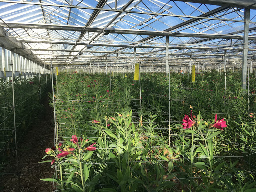Kernow Alstroemeria - Thumbnail