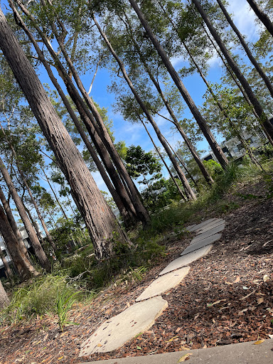 Sippy Downs Forest Park - Thumbnail