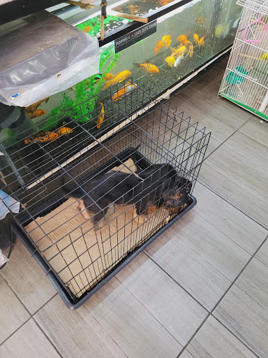 Amigos Pets - Visual