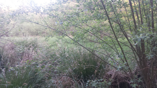 Hempstead Meadows - Visual