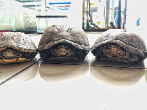 Centro integral veterinario “FASA” - Thumbnail