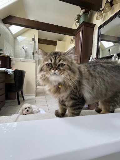 Patchwork Kittens - Visual