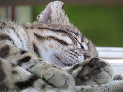 Photos of Exotic Feline Rescue Center