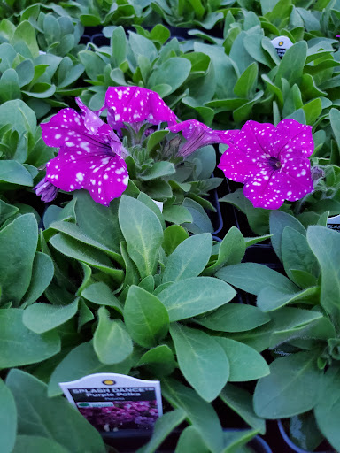 Amber Waves Greenhouse - Thumbnail