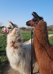 Photo n°30 de Le Fief Guibert Gîtes et Chambres d’hôtes à Le Poiré-sur-Vie (Gîte)