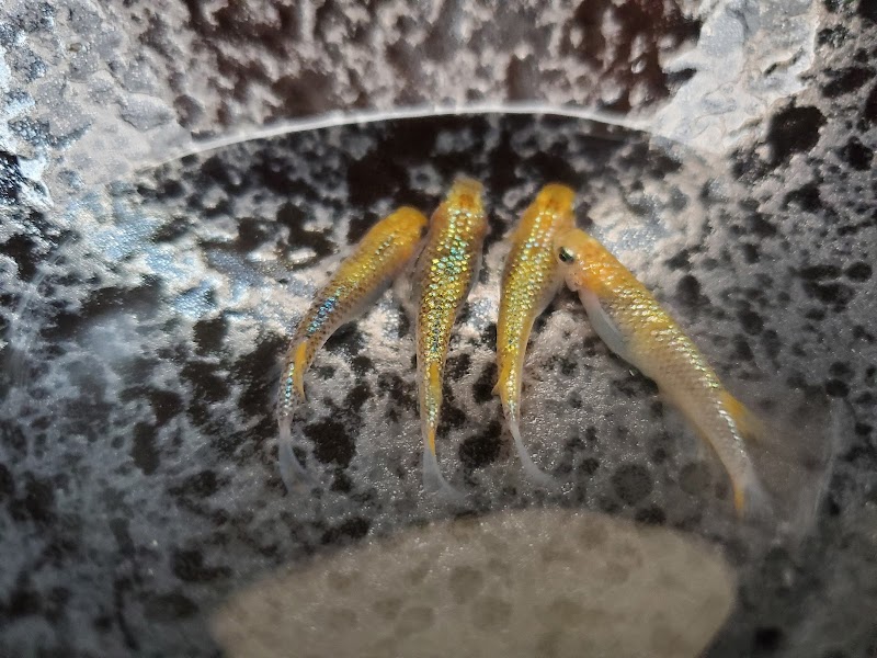 オイスターめだか