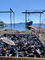 Le Mas : dégustation d'huîtres (ostréicole) à Loupian