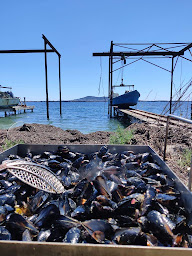 Photo n°3 de Le Mas : dégustation d'huîtres (ostréicole) à Loupian (Ferme d'aquaculture)