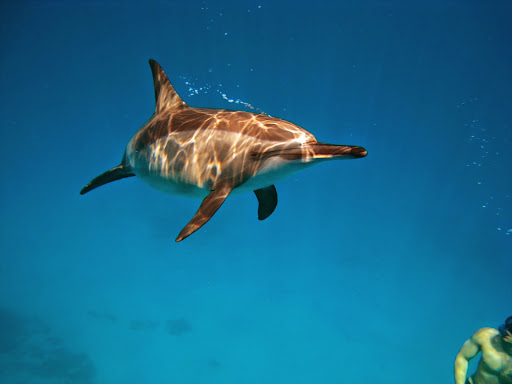 Ds Tours - Dive And See