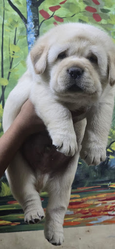 Top quality Labrador puppies available in Lucknow for more details please call or whatsapp me.... post image