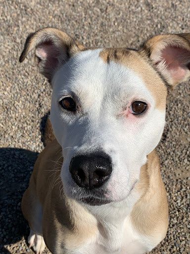 City of Great Falls Animal Shelter - Thumbnail