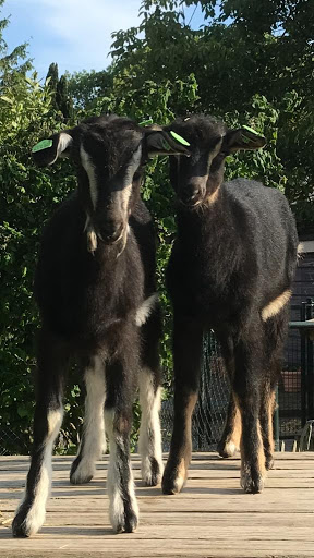 dierenerf.nl - Visual