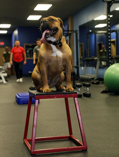 EFFECTIVE FITNESS, LLC