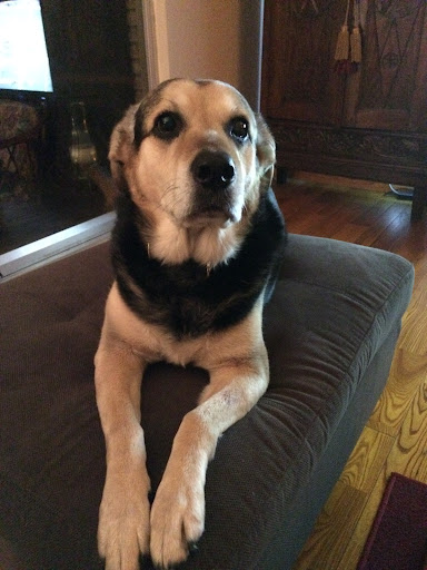 Animal General of Cranberry Twp. - Thumbnail