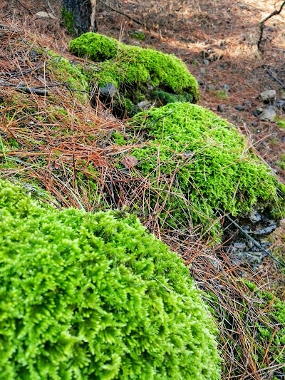 Yıldız Beleni, Bademli