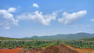 Photos of SUMO JAPAN fertilizer, organic farm