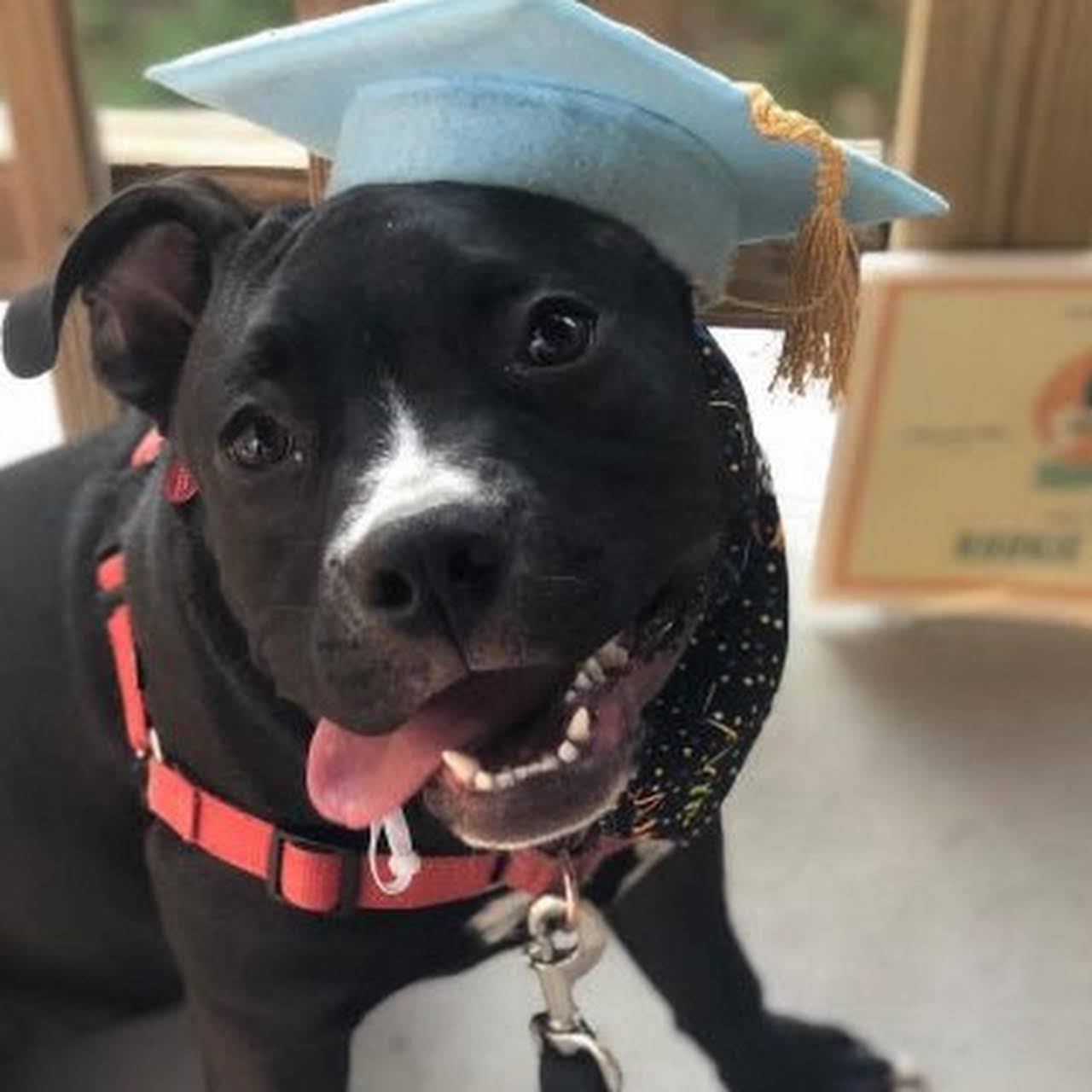 Pet Training with Shanti Pet Trainer