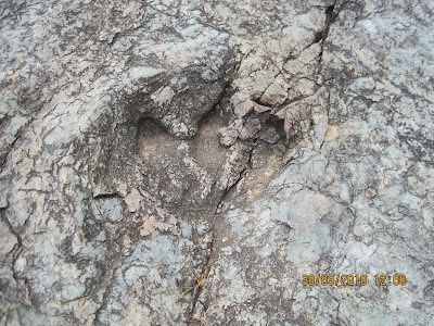 Photos of Huellas de Dinosaurios