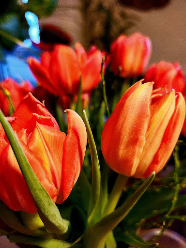 Kaufbeurer Blume Gallery - Germany