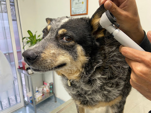 Vet-therapy