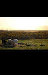Photo n°4 de Parc communal du papillon de la prée et sa ferme pédagogique à Claye-Souilly (Ferme pédagogique)