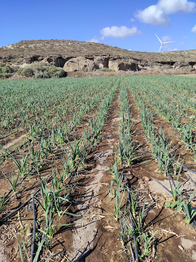 Plantaciones Tenerife Jairo Fernandez