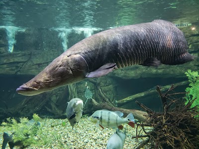 Loveland Living Planet Aquarium