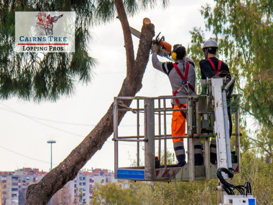 Cairns tree lopping service