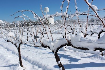 Jules J Berta Vineyards