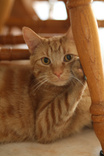 Campbellville Animal Hospital - Thumbnail