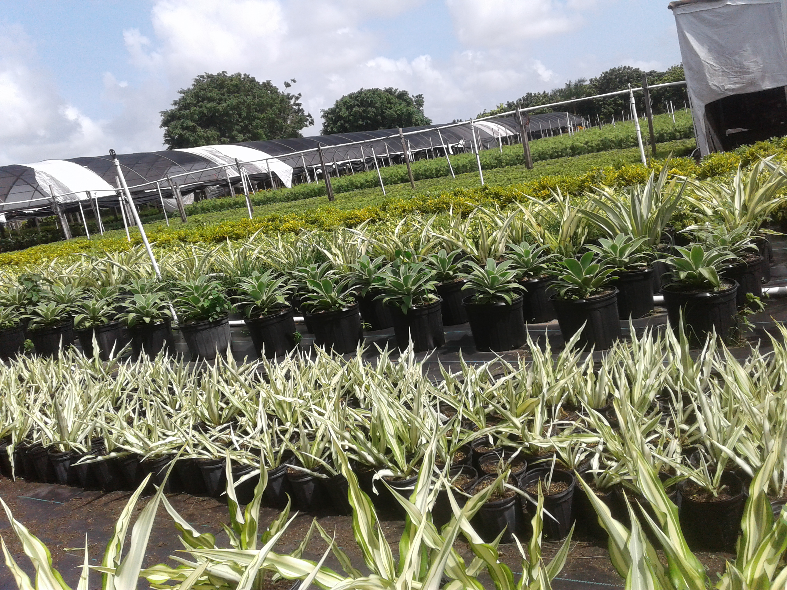 Florida Indoor Gardens Inc