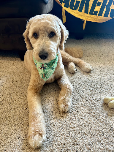 Lovely Lucy’s Dog and Cat Grooming - Thumbnail