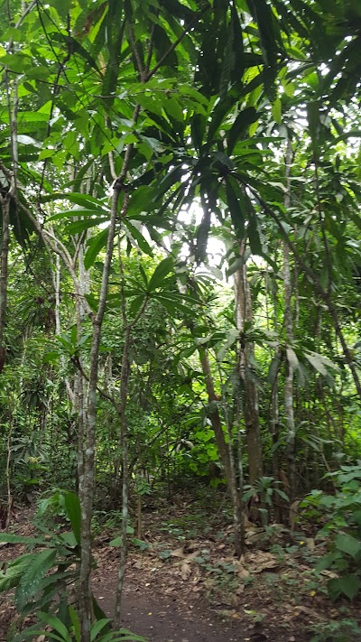 Photos of Reserva Bosque Seco Lalo Loor
