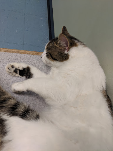 Avery Creek Pet Hospital - Thumbnail
