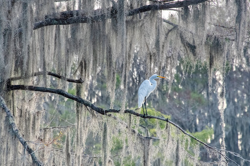 Caddo Lake Bayou Tours - Thumbnail
