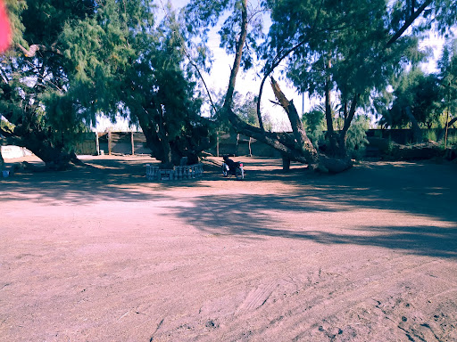 Gallos San Fernando - Thumbnail
