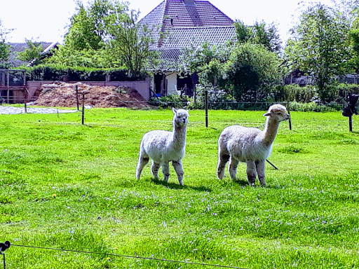 Oldejans VOF Gallery - Netherlands