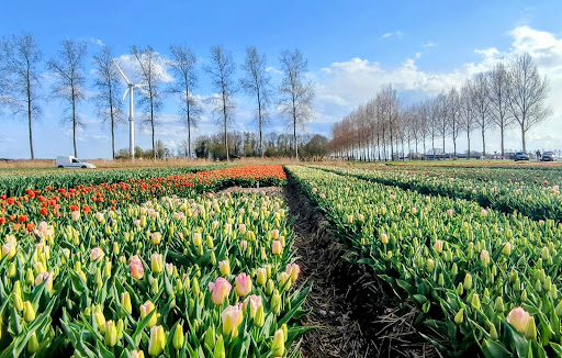 Tulip Field