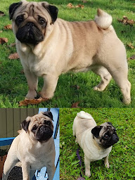 Photo n°7 de Berrybears Éleveur de carlins et bouledogues français à Selles-sur-Nahon (Éleveur de chiens)