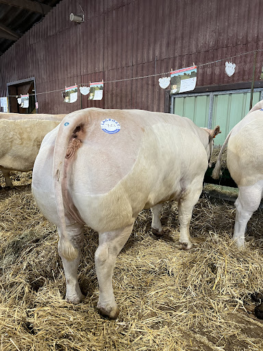 Le Charolais de Provence - Thumbnail